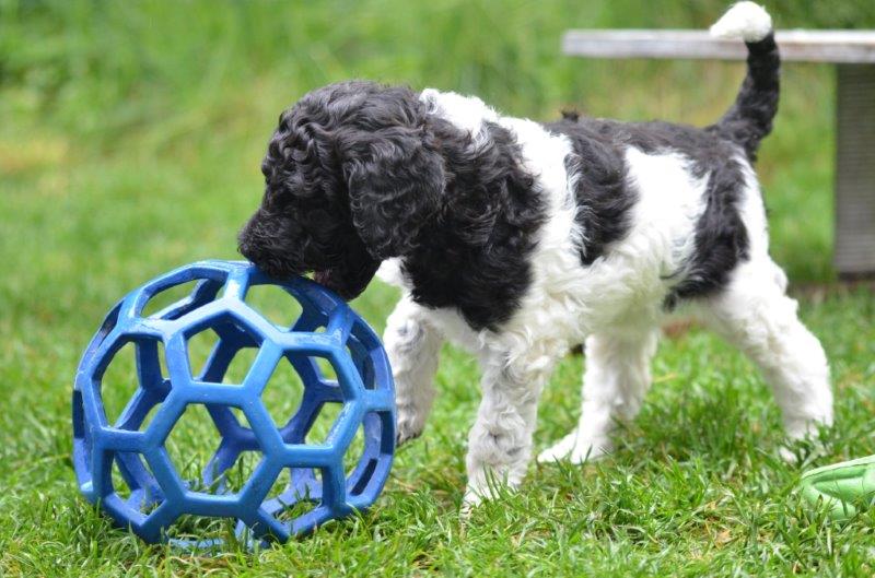 Ein Pudel-Welpe spielt mit einem blauen Ball auf der Wiese